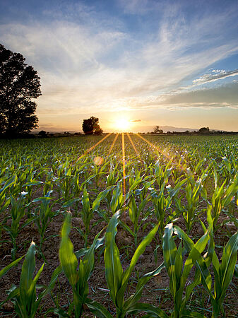 Maize is transformed into biogas