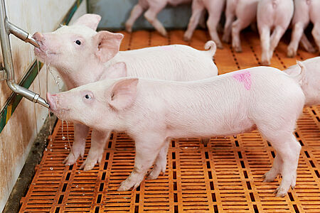 Drinking water in stables: pig drinking from a drinking nipple