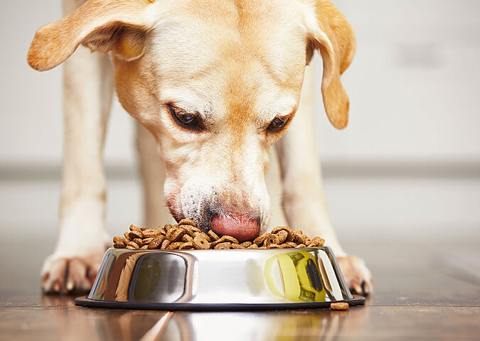 Hund frisst aus Napf