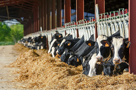 Vacile mâncând fân după analiza hranei.